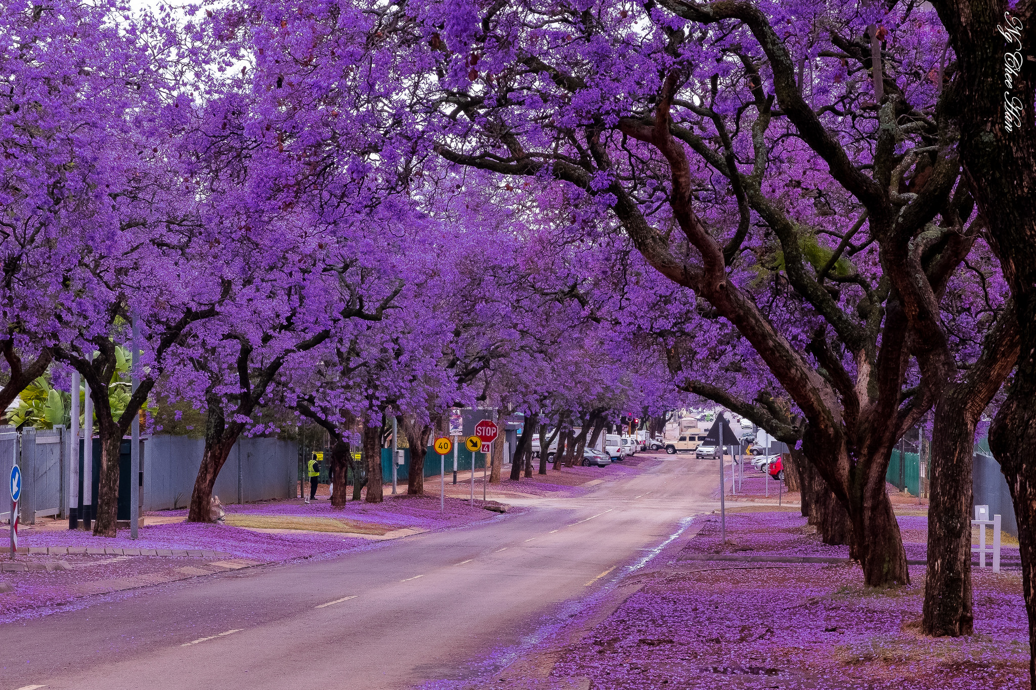 19 Hình ảnh hoa màu tím đẹp làm hình nền đẹp Hình Ảnh Đẹp HD - | Màu tím,  Hoa oải hương, Hoa